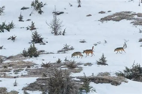 Italian Wildlife Watching: Chamois, ibex, wolves, and eagles