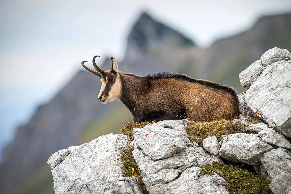 Hunting in the Italian Alps: Chamois, Ibex, and Mountain Tradition