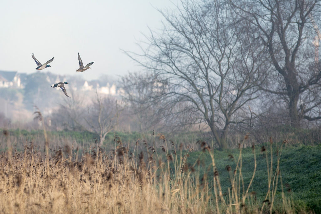 The Heritage and Landscape of Northern Irish Shooting Estates