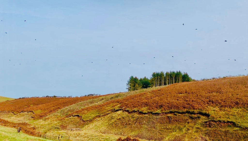 Early Autumn Game Shooting on the Border Region