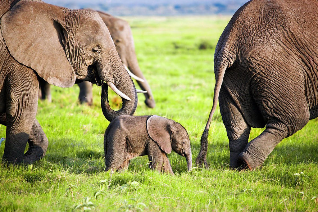 Best Elephant Safaris: Destinations, Terrain & Boots