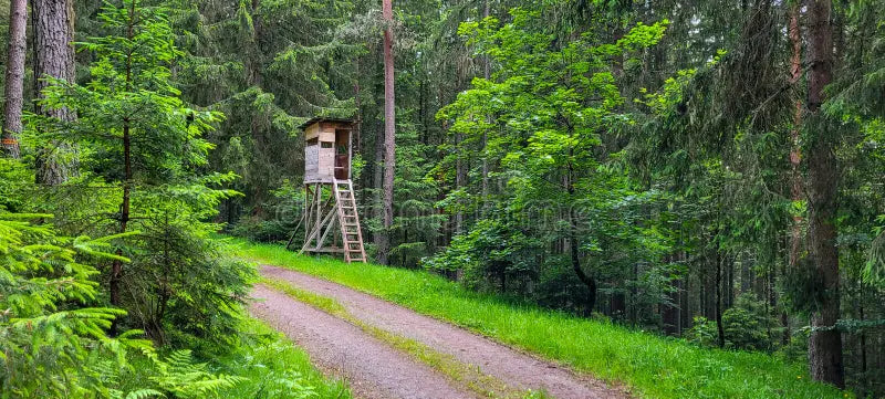 Hunting Traditions in Germany: From Forests to Fields