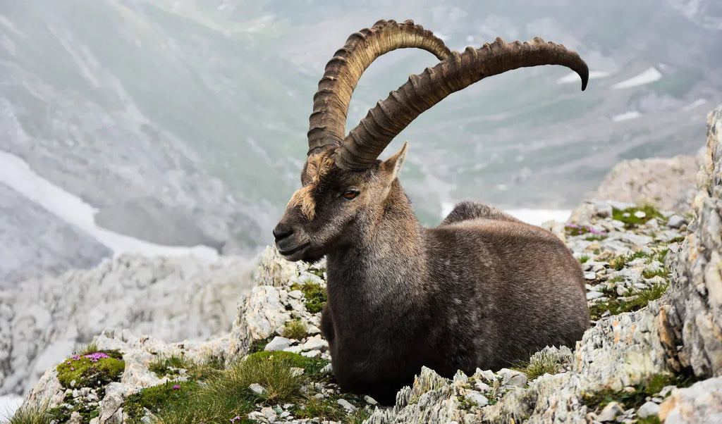 The Thrill of Hunting Ibex in the Dolomites