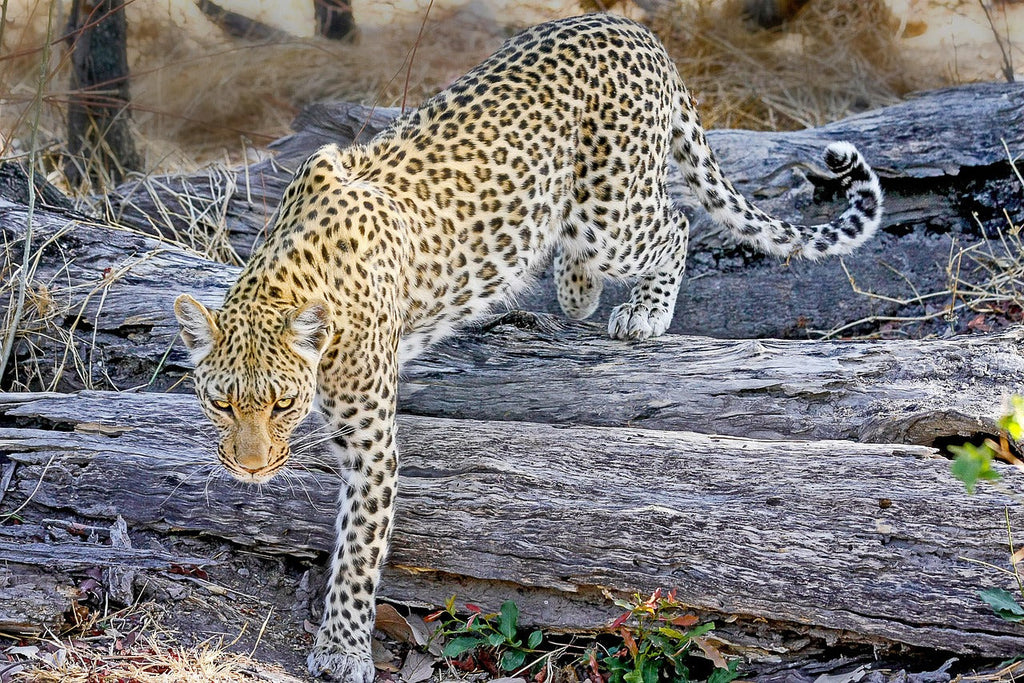 Stalking the Spots: The Best Leopard Safari Locations, What the Land & Weather Are Like, and the most suitable Field & Moor Boots.