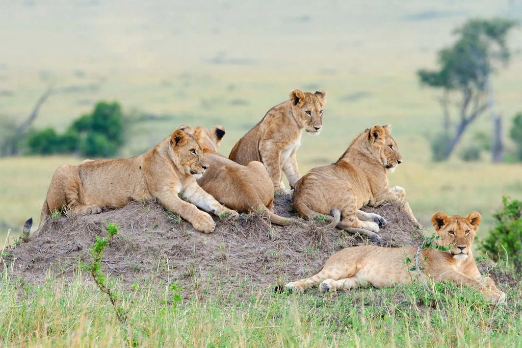 Best Lion Safaris: Where to Go, Terrain to Expect & the Right Boots