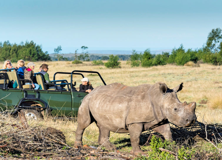 The Best Rhino Safaris: Where to Go, What the Land Is Like, When to Visit — and Which Field & Moor Boots to Pack