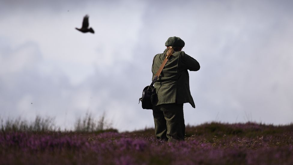 From Grouse to Woodcock: The Game Birds of Northern Ireland