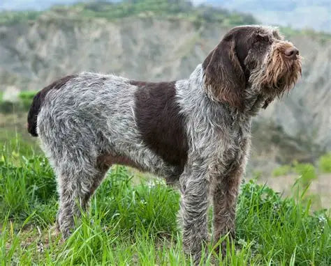 Hunting Dogs in Italy: Spinone Italiano, Bracco Italiano, and Their Roles