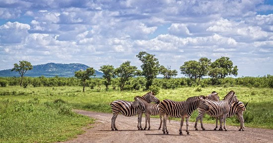 The Best Places in the World for a Zebra Safari — and the Right Field & Moor Boots for Each Terrain