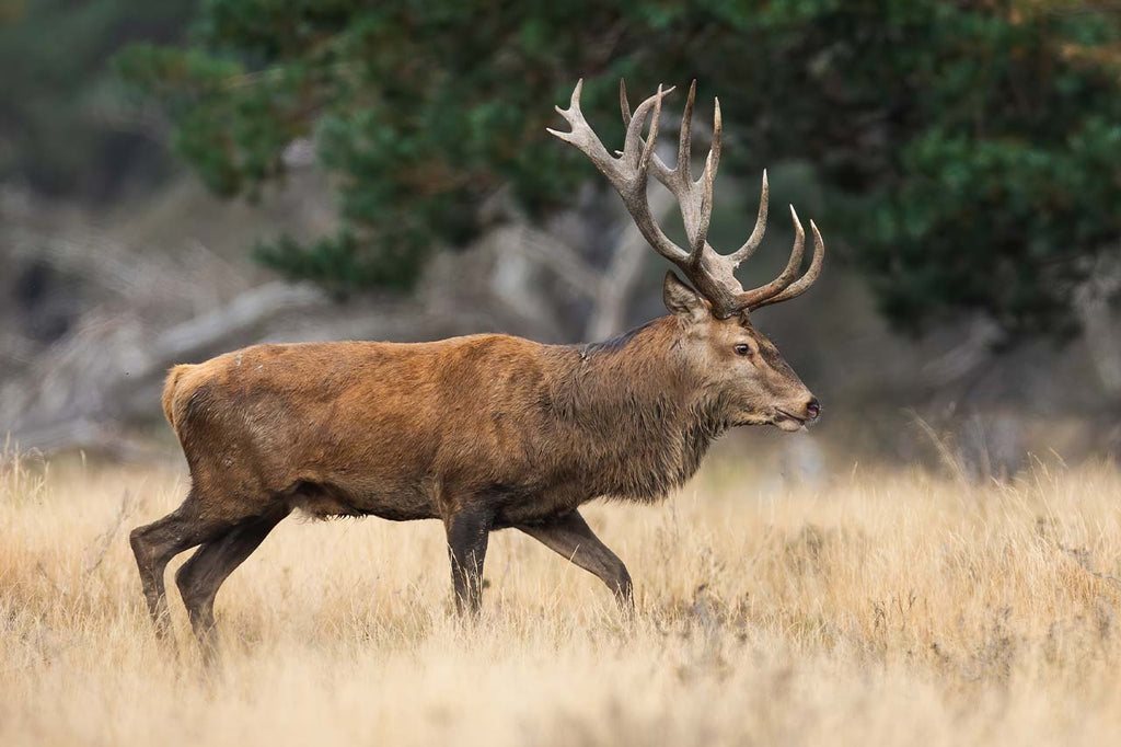 The Hunter’s Guide to Croatia: Topography, Game, and the Right Boots