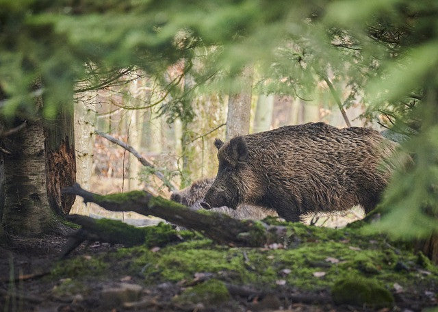 Wild Boar Hunting in Germany: Skill, Safety, and Respect